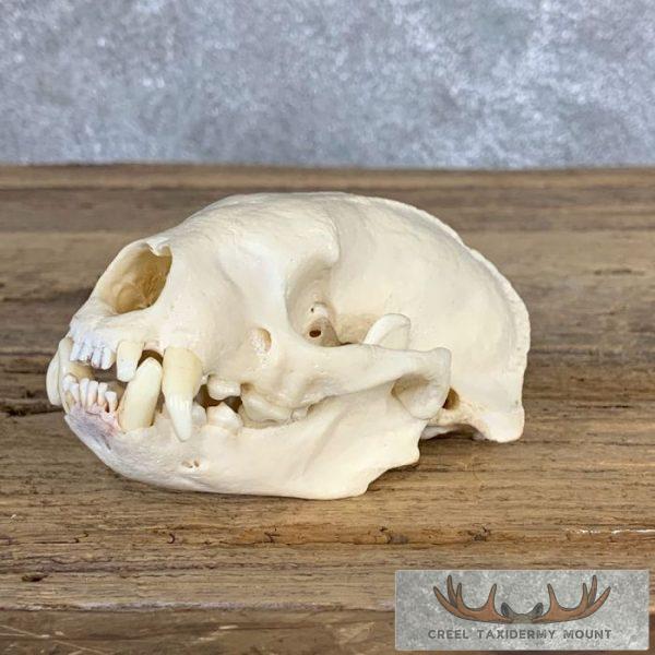 Honey Badger Full Skull Taxidermy Mount For Sale