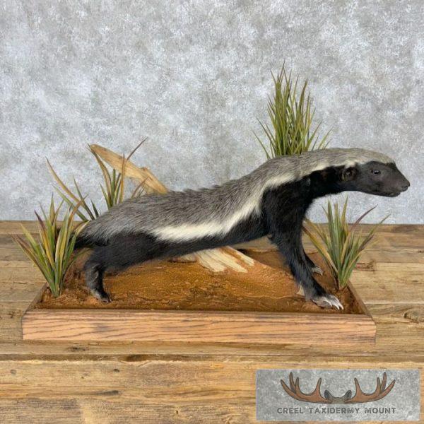 Badger Rug Mount Honey Badger Life-Size Taxidermy For Sale | Creel Taxidermy