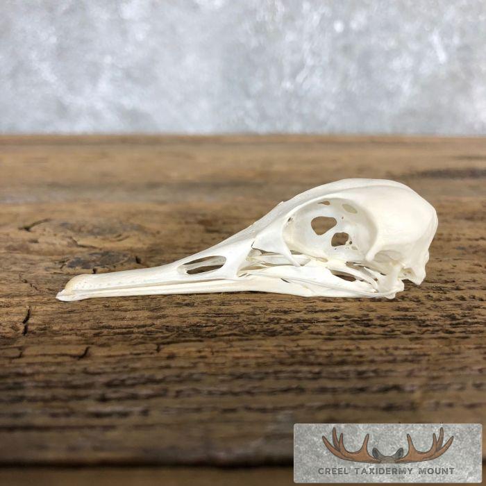 Hooded Merganser Skull For Sale