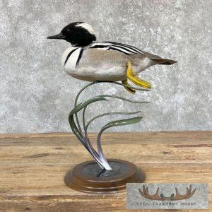 Cross Duck Taxidermy Bird Mount Taxidermy