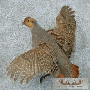 Flying Hungarian Grey Partridge