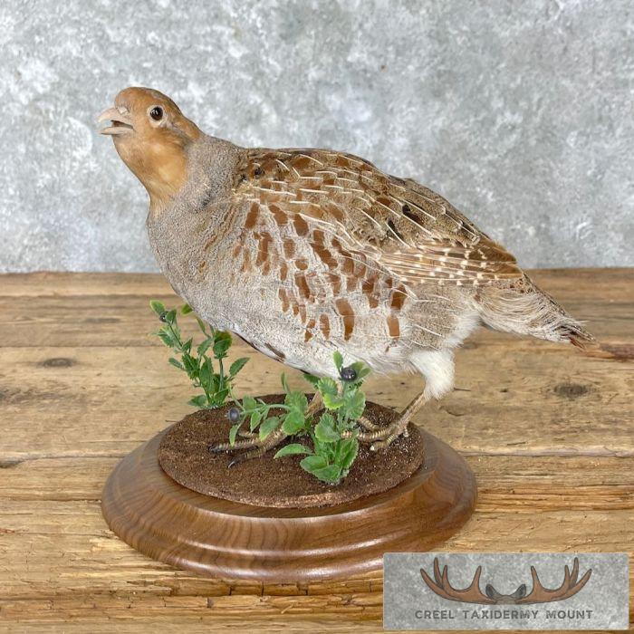 Hungarian Grey Partridge Taxidermy Mount For Sale