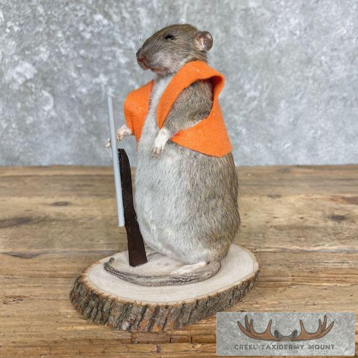 Hunting Rat Novelty Taxidermy Mount For Sale