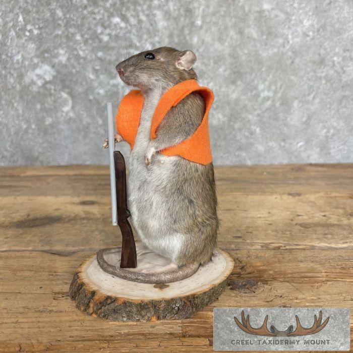 Hunting Rat Novelty Taxidermy Mount For Sale
