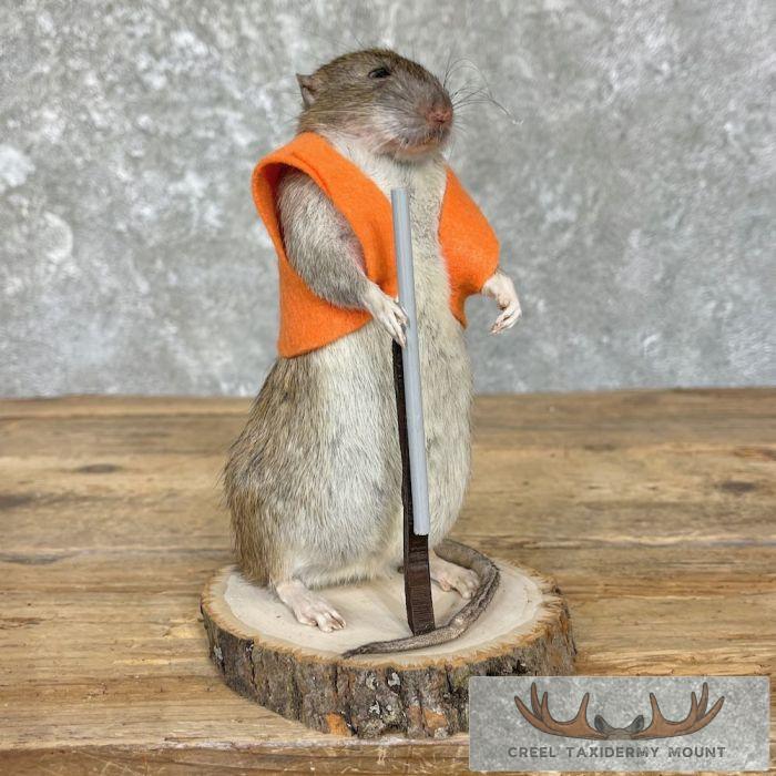 Hunting Rat Novelty Taxidermy Mount For Sale