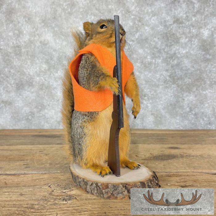 Hunting Squirrel Novelty Taxidermy Mount For Sale