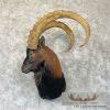 Hybrid Ibex Taxidermy Shoulder Mount For Sale