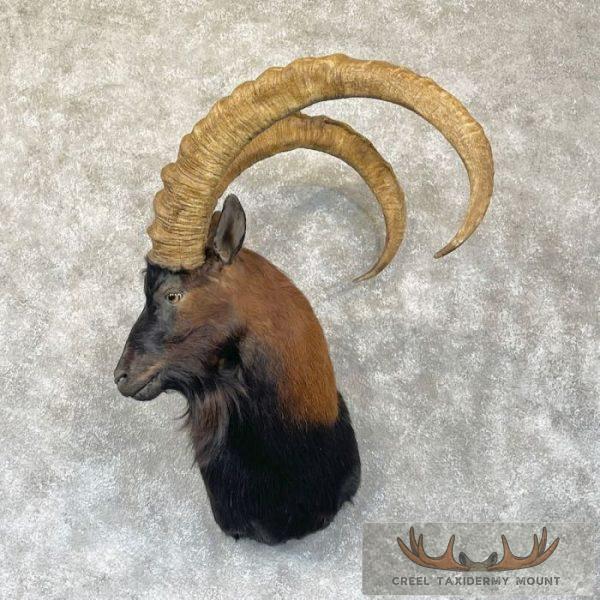 Hybrid Ibex Taxidermy Shoulder Mount For Sale