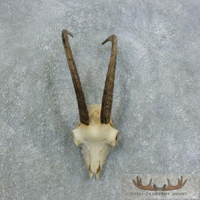 Hybrid Ibex Skull Taxidermy Mount For Sale