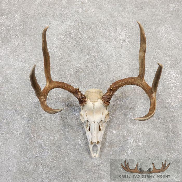 Hybrid Whitetail Mule Deer Skull European Taxidermy Mount For Sale