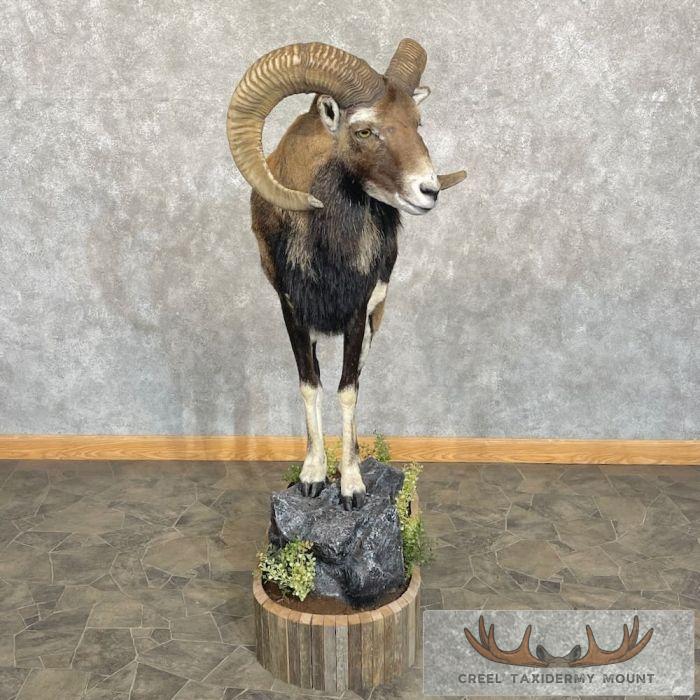 Iberian Mouflon Ram Life-Size Taxidermy Mount For Sale