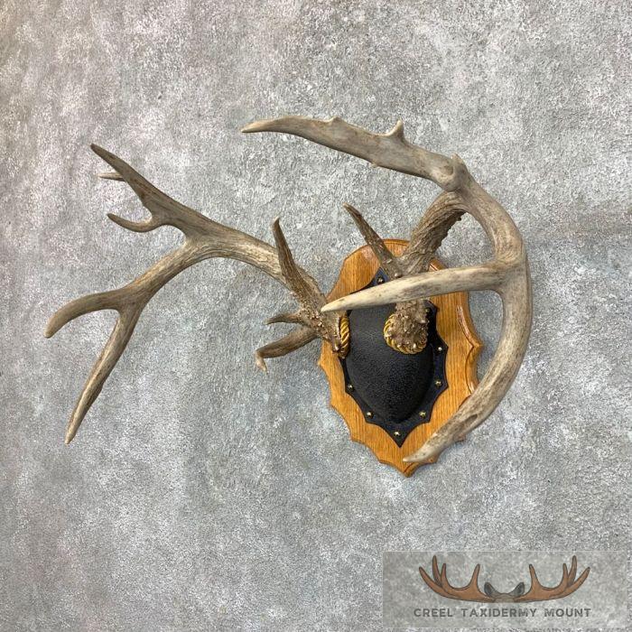 Whitetail Deer Antler Plaque Taxidermy Mount For Sale - Image 3