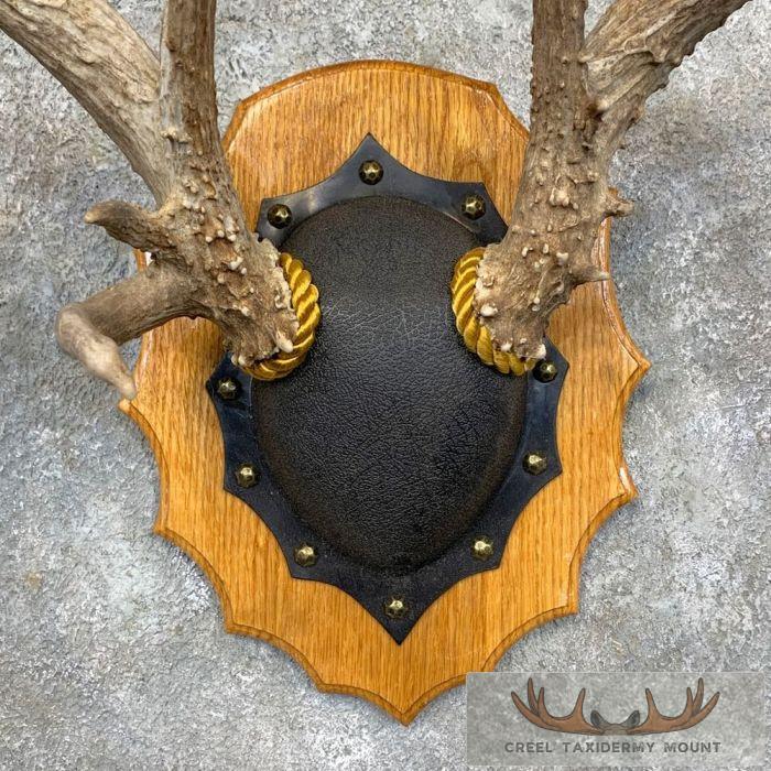 Whitetail Deer Antler Plaque Taxidermy Mount For Sale - Image 4