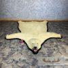 Polar Bear Full-Size Taxidermy Rug Mount For Sale - Image 6