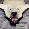 Polar Bear Full-Size Taxidermy Rug Mount For Sale - Image 3