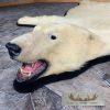 Polar Bear Full-Size Taxidermy Rug Mount For Sale - Image 4