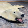 Polar Bear Full-Size Taxidermy Rug Mount For Sale - Image 5