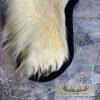 Polar Bear Full-Size Taxidermy Rug Mount For Sale - Image 7
