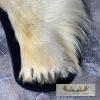 Polar Bear Full-Size Taxidermy Rug Mount For Sale - Image 10