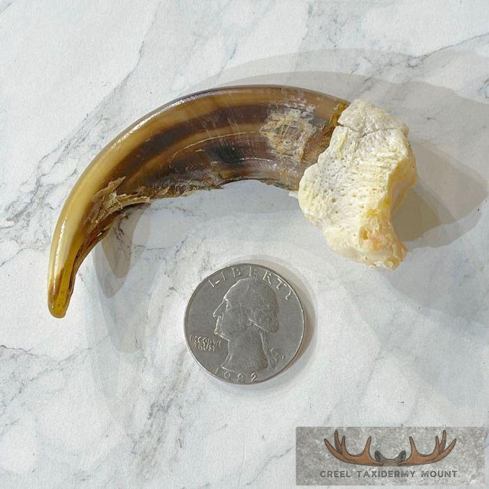 Grizzly Bear Claw Taxidermy For Sale - Image 2