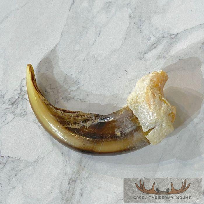 Grizzly Bear Claw Taxidermy For Sale - Image 3