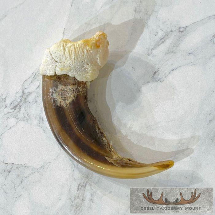 Grizzly Bear Claw Taxidermy For Sale - Image 4