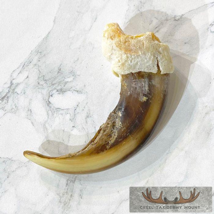 Grizzly Bear Claw Taxidermy For Sale - Image 5
