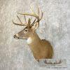 Whitetail Deer Taxidermy Shoulder Mount For Sale - Image 2