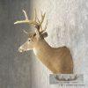 Whitetail Deer Taxidermy Shoulder Mount For Sale - Image 3