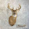 Whitetail Deer Taxidermy Shoulder Mount For Sale - Image 4