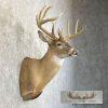 Whitetail Deer Taxidermy Shoulder Mount For Sale - Image 5