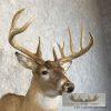 Whitetail Deer Taxidermy Shoulder Mount For Sale - Image 6