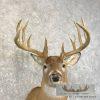 Whitetail Deer Taxidermy Shoulder Mount For Sale - Image 7