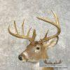Whitetail Deer Taxidermy Shoulder Mount For Sale - Image 8