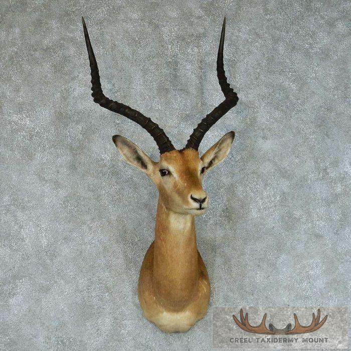 African Impala Shoulder Mount