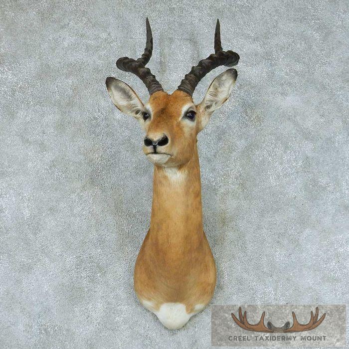 African Impala Taxidermy Shoulder Mount For Sale