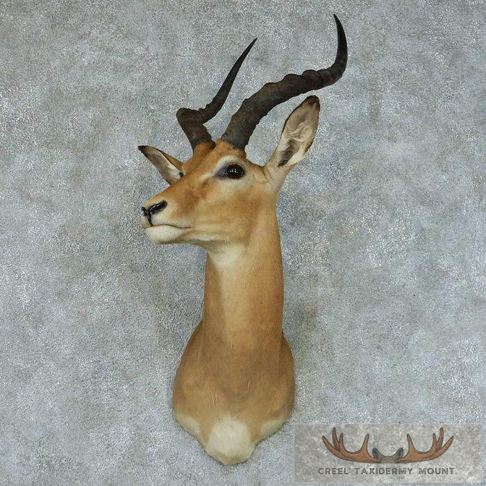 African Impala Shoulder Mount
