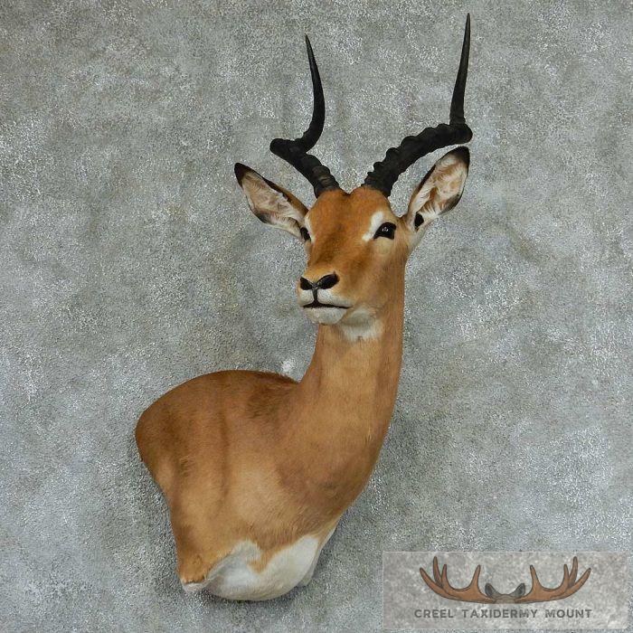 African Impala Wall Pedestal Mount