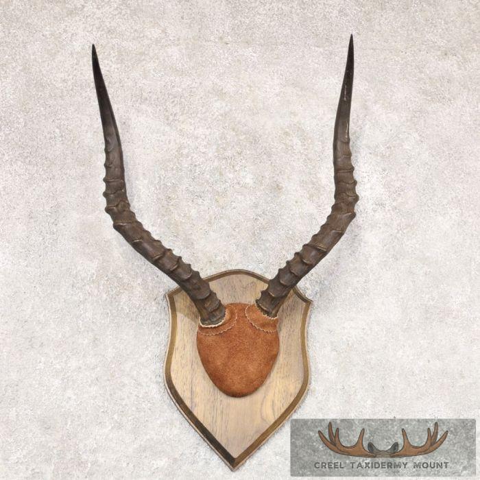 Impala Horn Plaque Taxidermy Mount For Sale