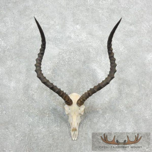 Impala Skull & Horns European Taxidermy Mount For Sale