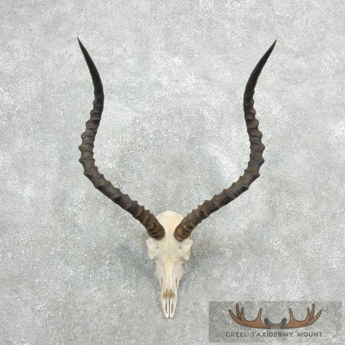 Impala Skull & Horns European Taxidermy Mount For Sale
