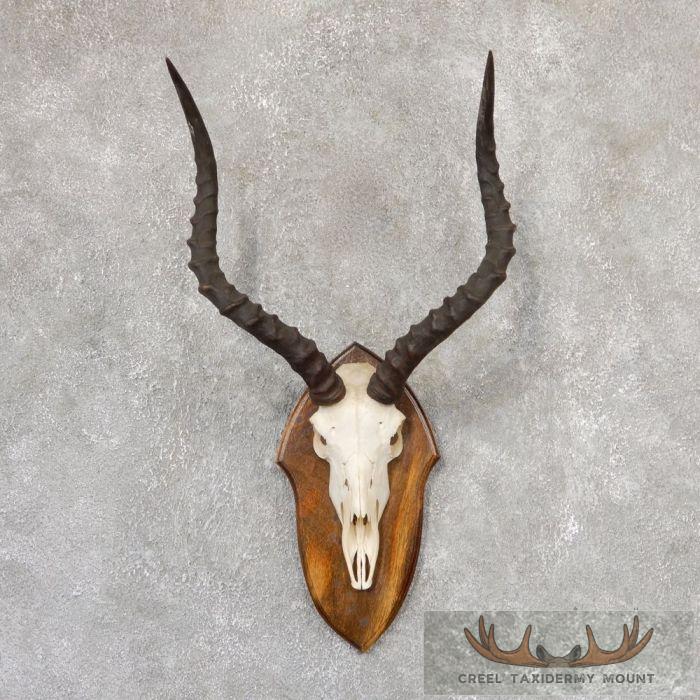 Impala Skull & Horns European Taxidermy Mount For Sale