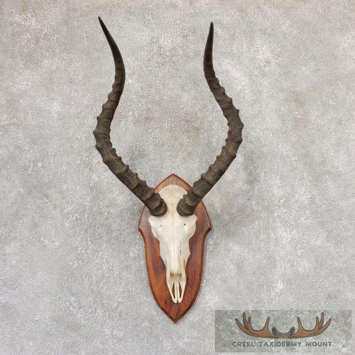 Impala Skull & Horns European Taxidermy Mount For Sale