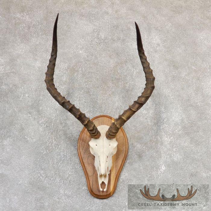 Impala Skull & Horns European Taxidermy Mount For Sale
