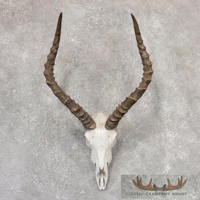Impala Skull & Horns European Taxidermy Mount For Sale