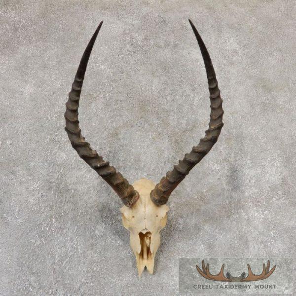 Impala Skull & Horns European Taxidermy Mount For Sale