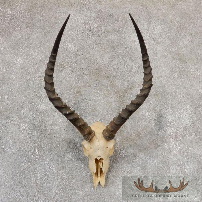 Impala Skull & Horns European Taxidermy Mount For Sale