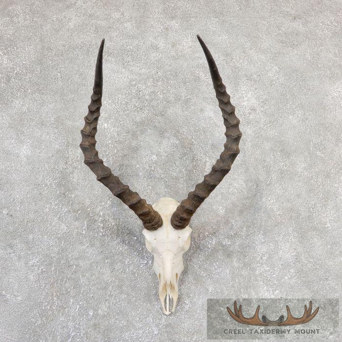 Impala Skull & Horns European Taxidermy Mount For Sale