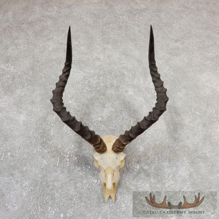 Impala Skull & Horns European Taxidermy Mount For Sale