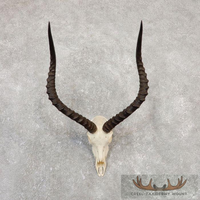 Impala Skull & Horns European Taxidermy Mount For Sale